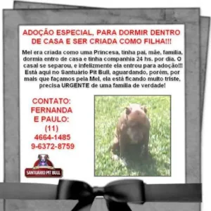Cachorro raça Pit-Bull idade 1 ano nome MEL