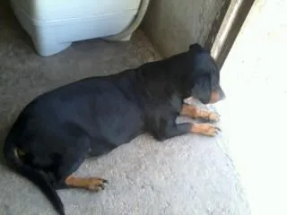 Cachorro ra a Vira lata idade 4 anos nome Gorda