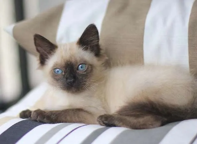Gato ra a Siamês idade nome Chumbica