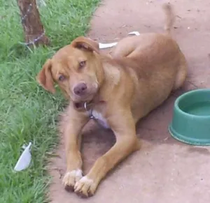 Cachorro raça SRD idade  nome Toy