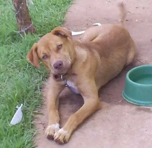 Cachorro ra a SRD idade nome Toy