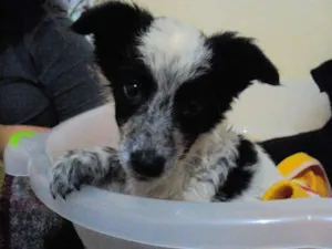 Cachorro raça SRD idade Abaixo de 2 meses nome Ameliée