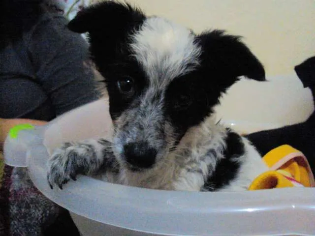 Cachorro ra a SRD idade Abaixo de 2 meses nome Ameliée