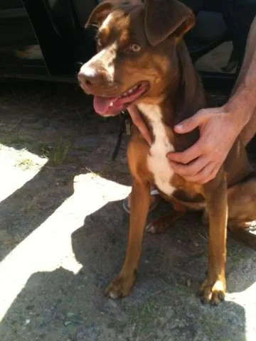 Cachorro ra a VIRA LATA idade 2 a 6 meses nome SEM NOME