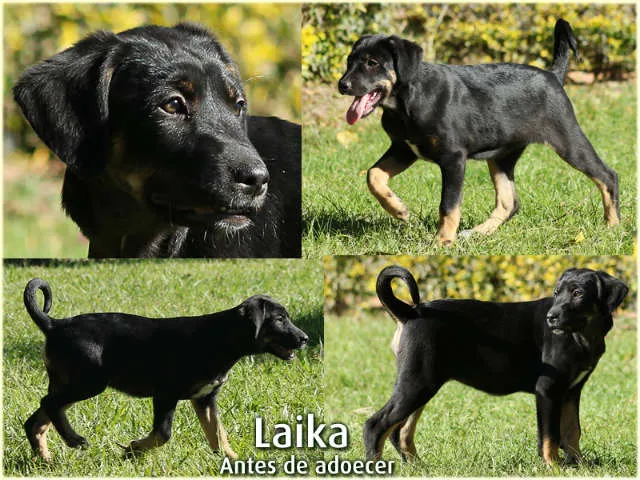 Cachorro ra a SRD idade 7 a 11 meses nome Laika
