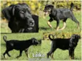 Laika