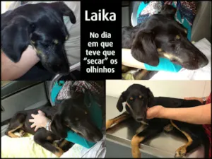 Cachorro raça SRD idade 7 a 11 meses nome Laika