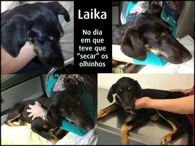 Cachorro ra a SRD idade 7 a 11 meses nome Laika