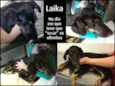 Laika
