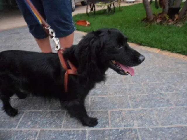 Cachorro ra a Cocker idade 5 anos nome Sem nome
