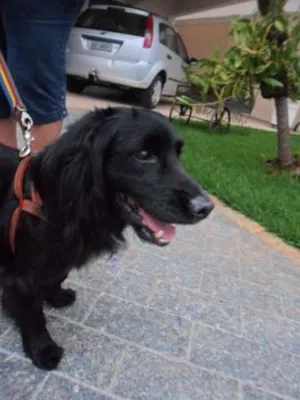 Cachorro raça Cocker idade 5 anos nome Sem nome