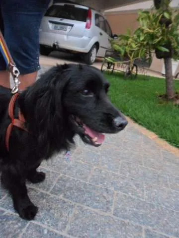 Cachorro ra a Cocker idade 5 anos nome Sem nome