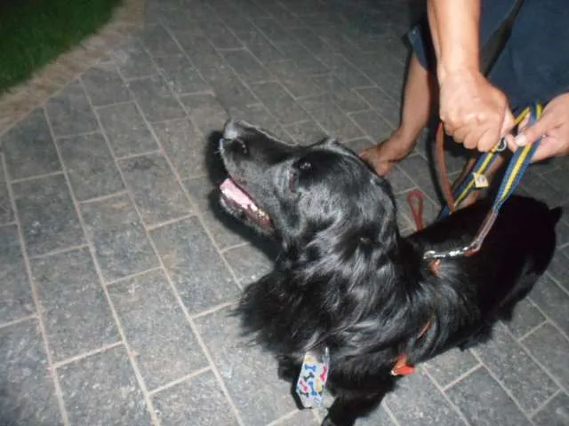 Cachorro ra a Cocker idade 5 anos nome Sem nome