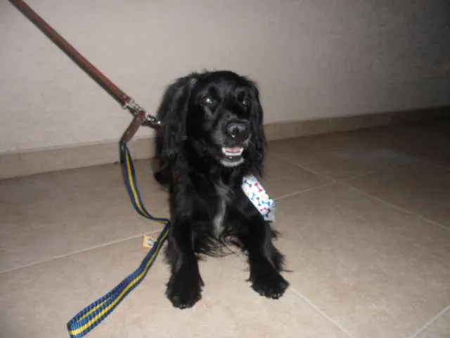 Cachorro ra a Cocker idade 5 anos nome Sem nome