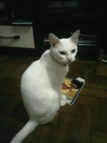 Gato ra a SRD idade 3 anos nome Bianca