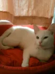 Bianca