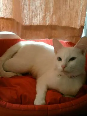 Gato ra a SRD idade 3 anos nome Bianca