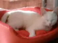 Bianca