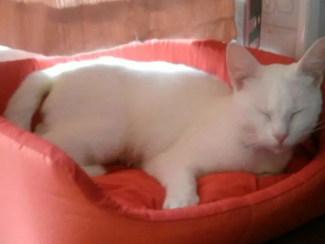 Gato ra a SRD idade 3 anos nome Bianca