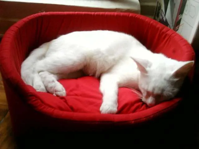 Gato ra a SRD idade 3 anos nome Bianca