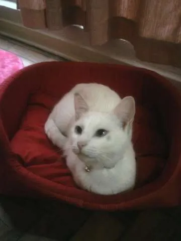 Gato ra a SRD idade 3 anos nome Bianca