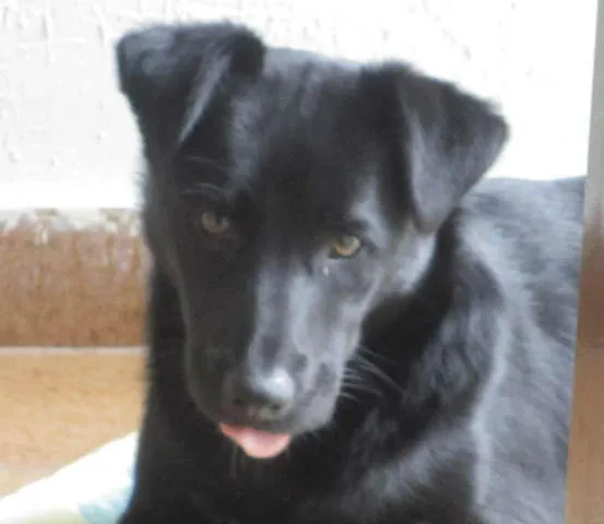 Cachorro ra a SRD idade 1 ano nome Sheik