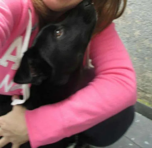 Cachorro ra a SRD idade 1 ano nome Sheik