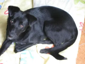 Cachorro raça SRD idade 1 ano nome Sheik