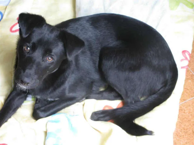 Cachorro ra a SRD idade 1 ano nome Sheik