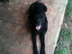 Cachorro raça SRD idade 3 anos nome Astor