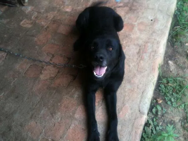 Cachorro ra a SRD idade 3 anos nome Astor