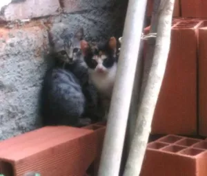 Gato raça SRD idade 2 a 6 meses nome Brad e Jolie