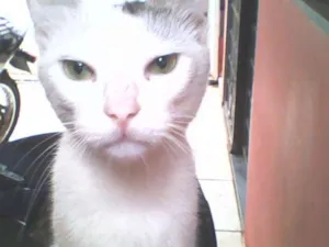 Gato raça de Rua idade 1 ano nome Mimi, Miucha, 