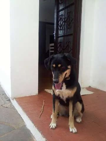 Cachorro raça Vira lata idade 1 ano nome Stella