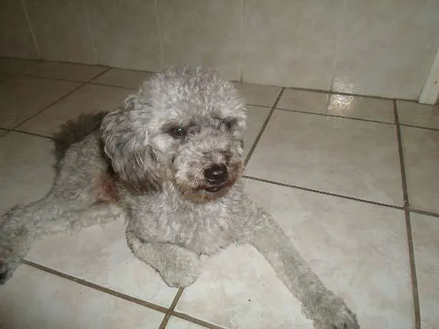 Cachorro ra a POODLE idade  nome TUFINHO