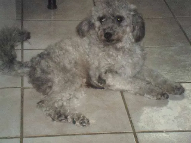 Cachorro ra a POODLE idade  nome TUFINHO