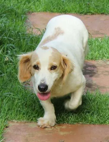 Cachorro ra a VIRA- LATAS idade nome LILIKA GRATIFICA