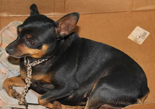 Cachorro ra a PINSCHER idade 6 ou mais anos nome kIKA GRATIFICA