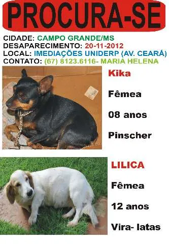 Cachorro ra a Pinscher e uma vira- latas idade 6 ou mais anos nome Kika e Lilica GRATI
