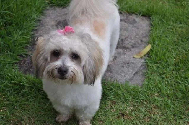 Cachorro ra a coton de tulear ( parece muito com o shtizu!) idade 7 a 11 meses nome Betina GRATIFICA