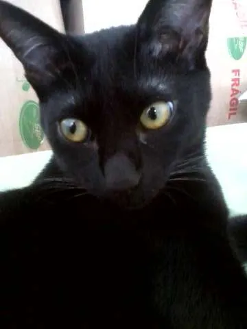 Gato ra a SRD idade 7 a 11 meses nome Pandora