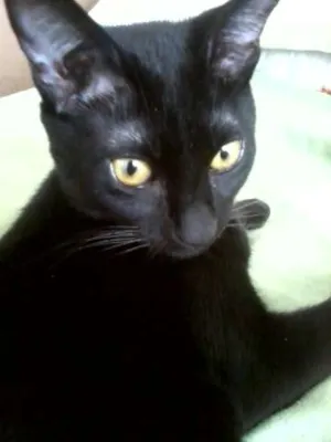 Gato raça SRD idade 7 a 11 meses nome Pandora