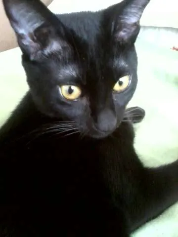 Gato ra a SRD idade 7 a 11 meses nome Pandora