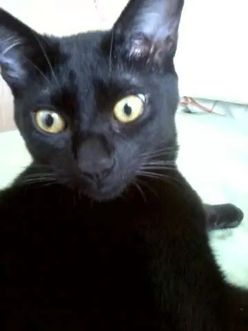 Gato ra a SRD idade 7 a 11 meses nome Pandora