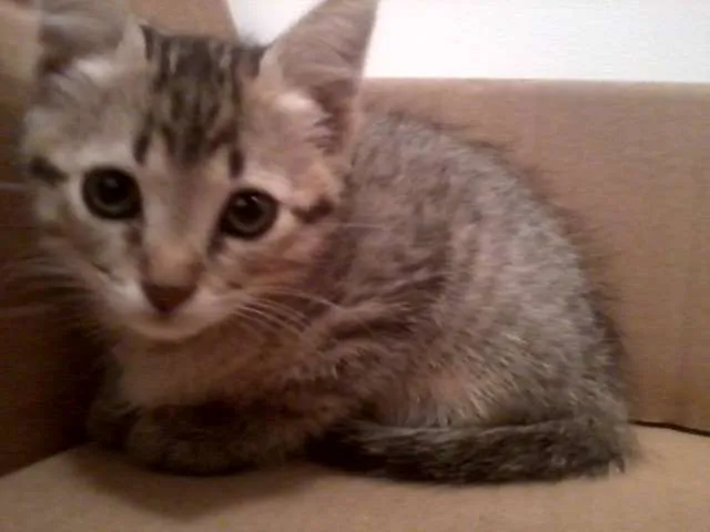 Gato ra a SRD idade 2 a 6 meses nome Lion