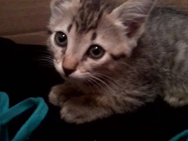 Gato ra a SRD idade 2 a 6 meses nome Lion
