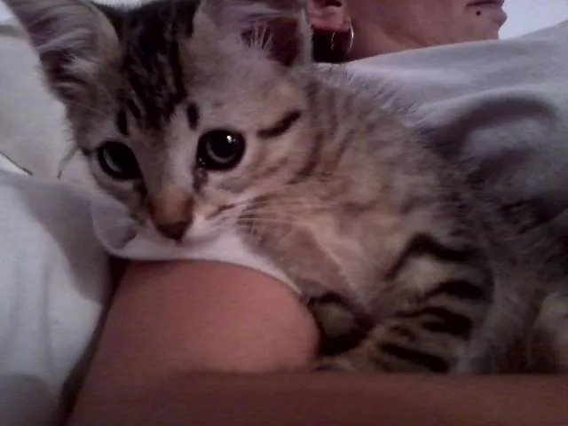 Gato ra a SRD idade 2 a 6 meses nome Lion