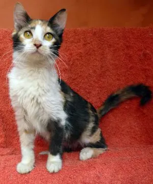 Gato raça SRD idade  nome LEO-NINA 