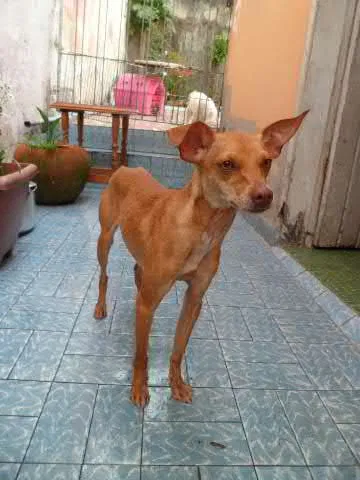 Cachorro ra a Pinscher idade 7 a 11 meses nome Menina