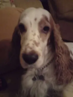 Cachorro raça Cocker idade 5 anos nome Bethovem